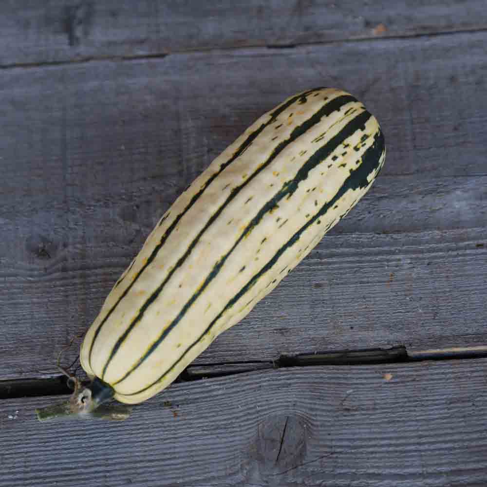 COURGE SUGAR LOAF AB 