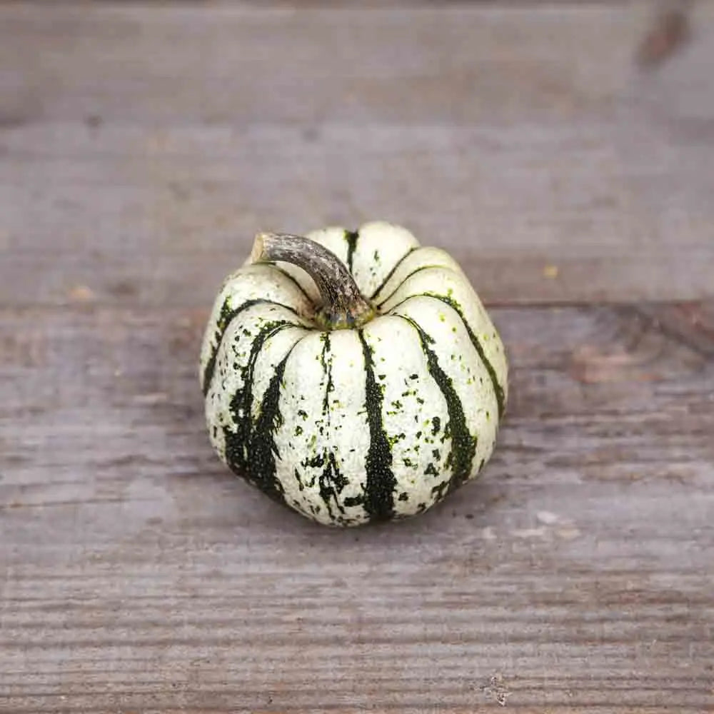 COURGE SWEET DUMPLING (PATIDOU) AB 