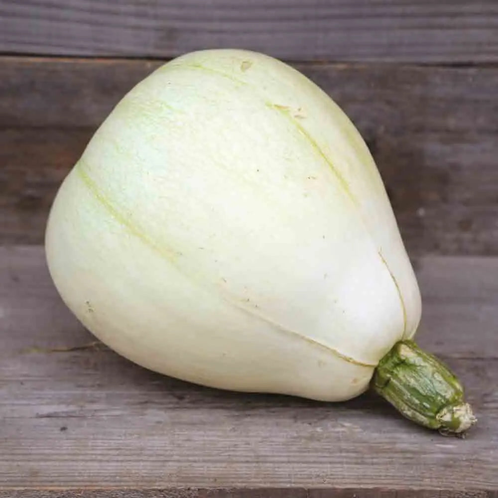 COURGE TENNESSEE SWEET POTATO AB 