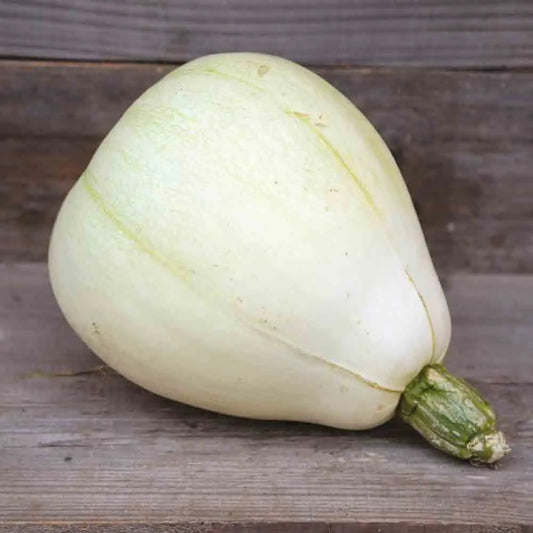 COURGE TENNESSEE SWEET POTATO AB 