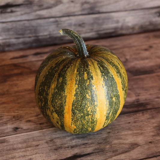 COURGE LADY GODIVA AB 