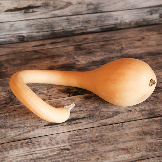 COURGE MUSQUEE TROMBONCINO D'ALBINGA AB 