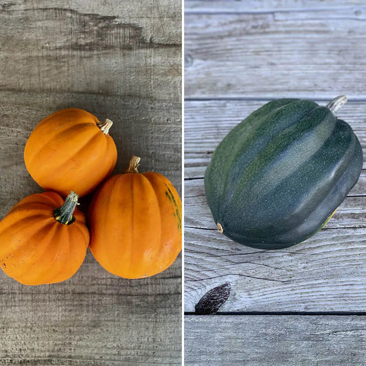 COURGES EN MELANGE (Table gold, Cornue d'hiver) AB 