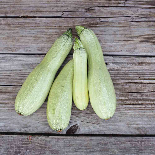 COURGETTE ALBERELLO DI SARZANA AB 