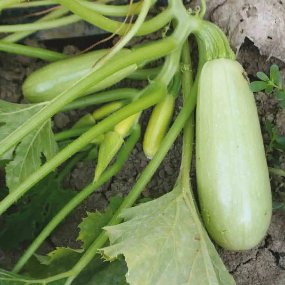 COURGETTE BIANCA DI TRIESTE OU (BIANCA GORIZIANA) AB 