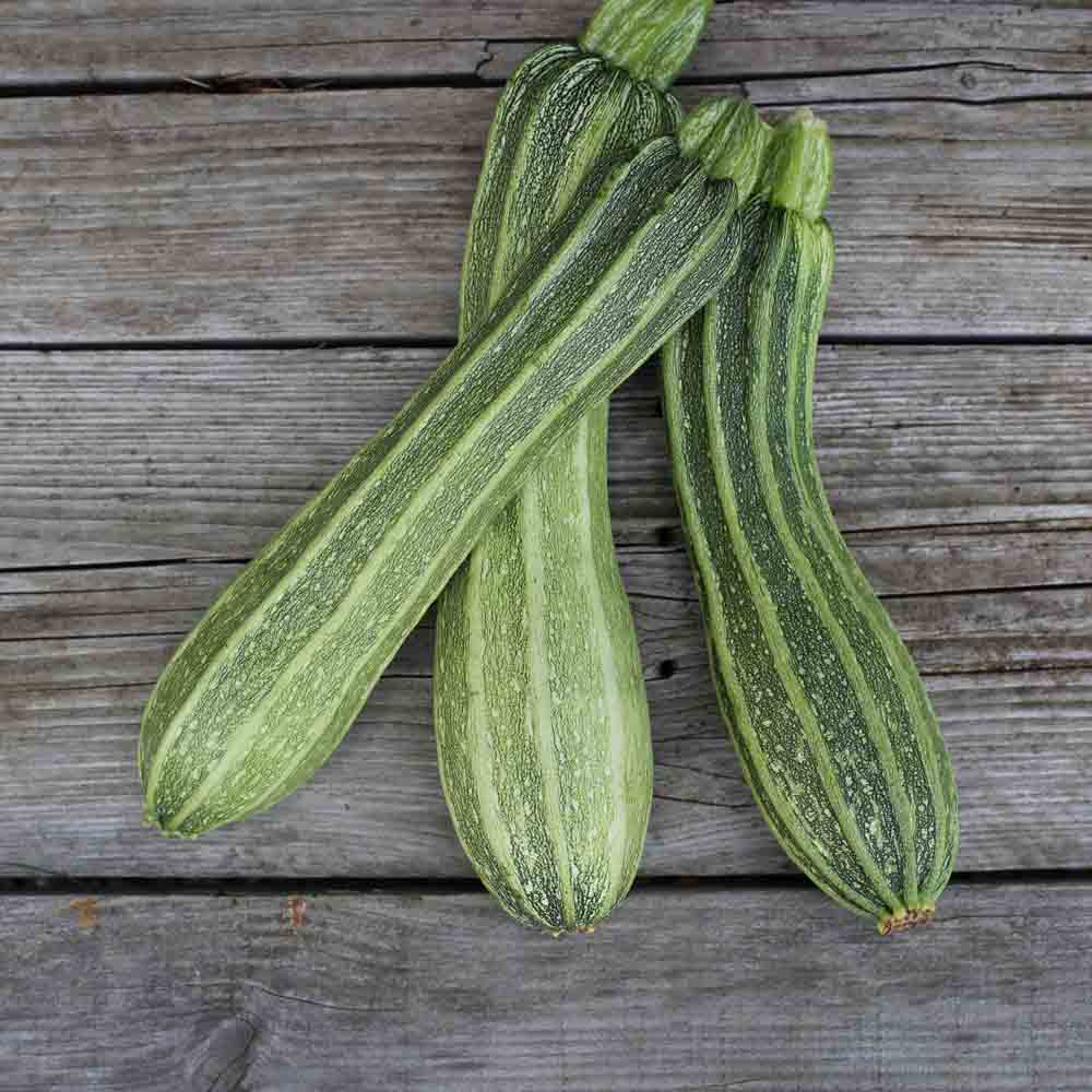 COURGETTE COSTATES ROMANESCO AB 