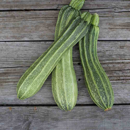 COURGETTE COSTATES ROMANESCO AB 