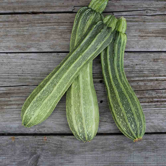 COURGETTE COSTATES ROMANESCO AB 