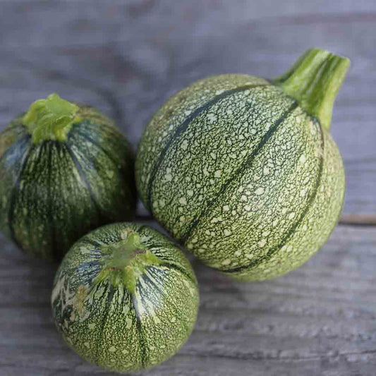 COURGETTE DE NICE A FRUIT ROND  AB 