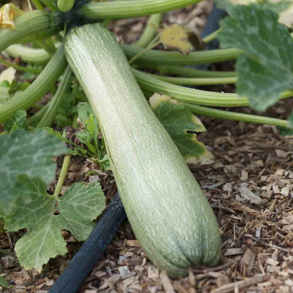 COURGETTE GENOVESE AB 