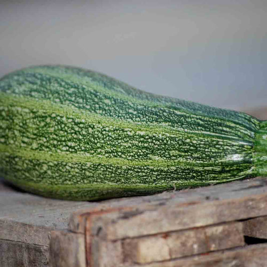 COURGETTE GRISETTE DE PROVENCE (GREYZINI) AB 