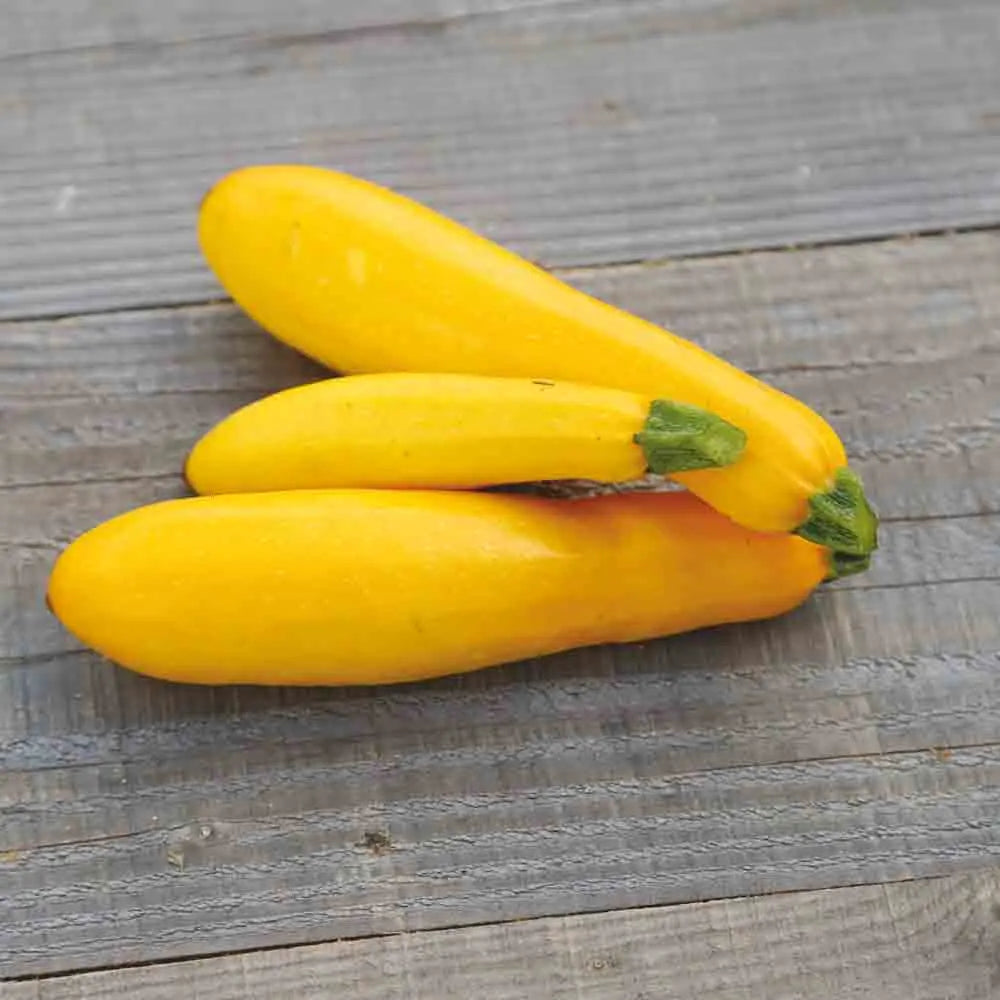 COURGETTE JAUNE AB 