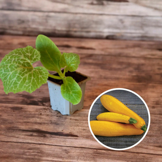 COURGETTE JAUNE  AB - PLANT 