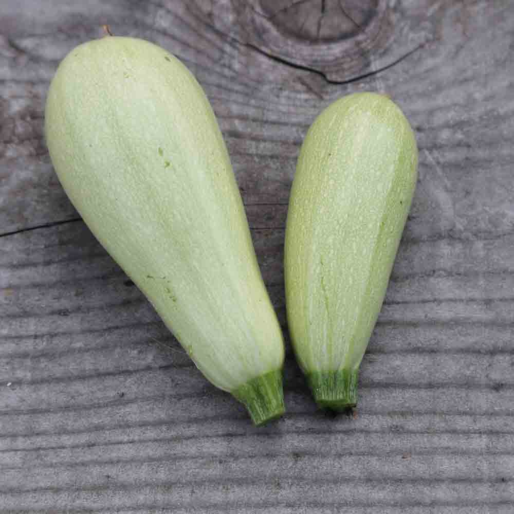 COURGETTE LEBANESE WHITE BUSH AB 