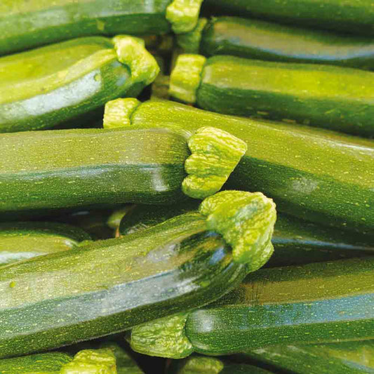 COURGETTE MUTABILE AB 