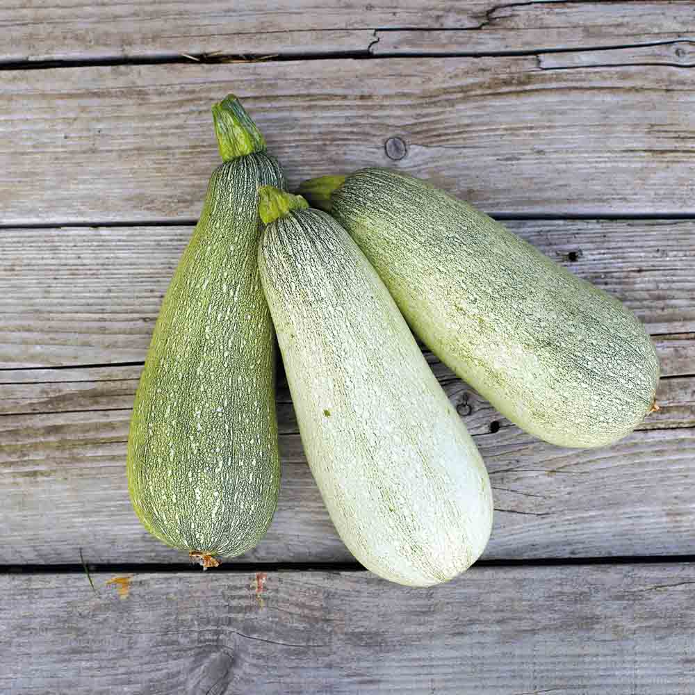 COURGETTE ORTOLANA DI FAENZA AB 