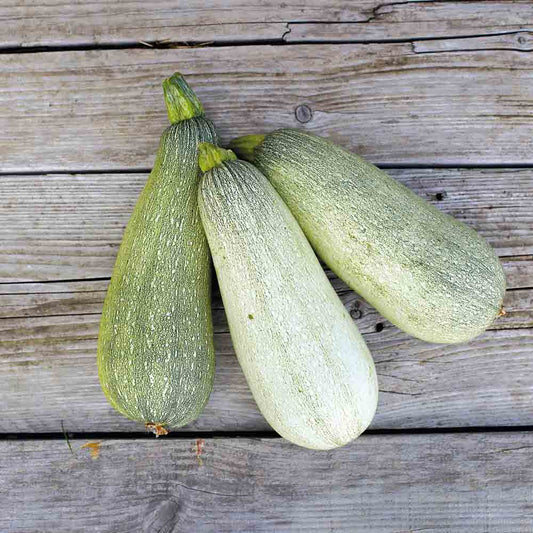COURGETTE ORTOLANA DI FAENZA AB 