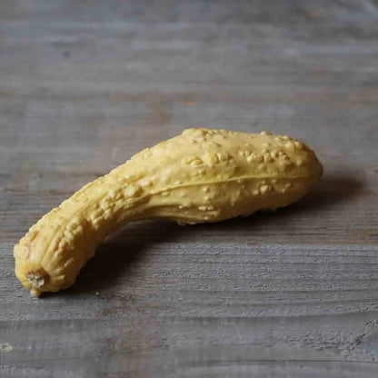 COURGETTE POP-CORN OU RUGOSA FRIULANA AB 