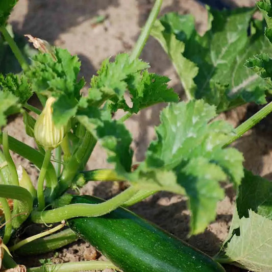 COURGETTE VERTE DE MILAN AB 