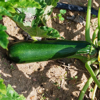 COURGETTE BLACK BEAUTY AB - PLANT 