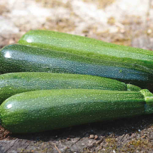 COURGETTE VERTE NON COUREUSE DES MARAICHERS AB 