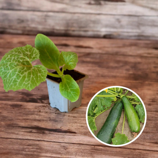 COURGETTE VERTE NON COUREUSE DES MARAICHERS AB - PLANT 