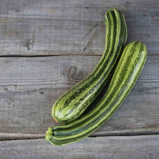 COURGETTE VERTE NON COUREUSE D´ITALIE AB 