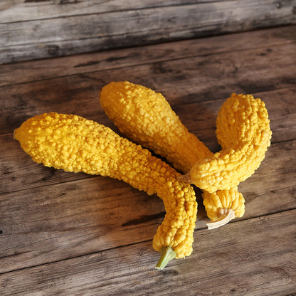 COURGETTE POP-CORN OU RUGOSA FRIULANA AB 