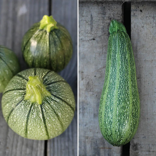 COURGETTES EN MELANGE (Ronde de Nice et Grisette de Provence) AB 