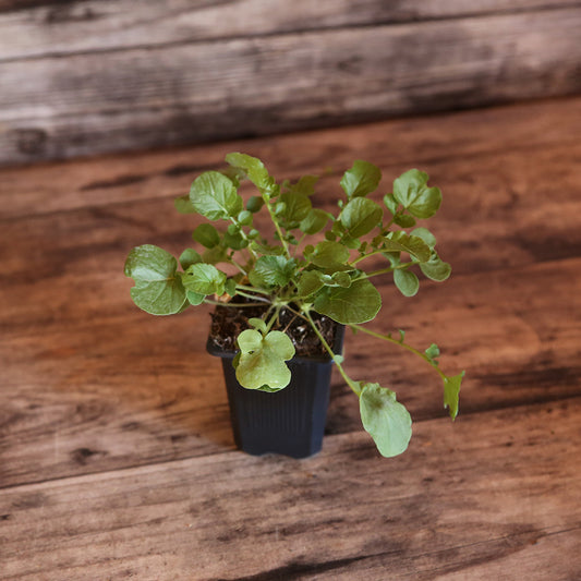 CRESSON VIVACE DES JARDINS AB - PLANT 