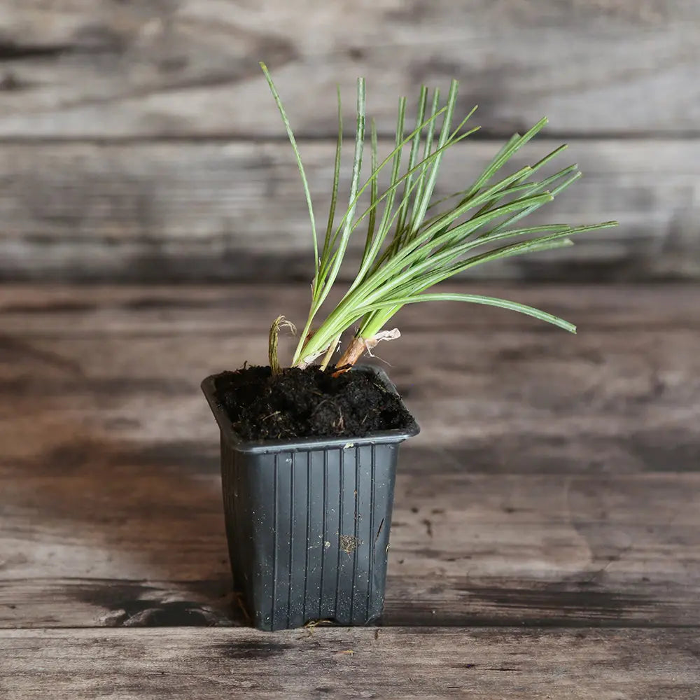 CROCUS A SAFRAN GODET AB 