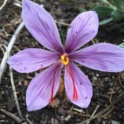 CROCUS A SAFRAN GODET AB 