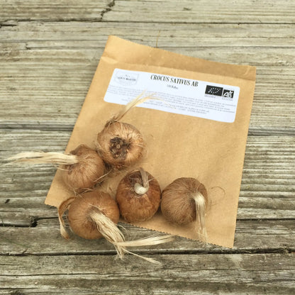 CROCUS SATIVUS - BULBE A SAFRAN AB 