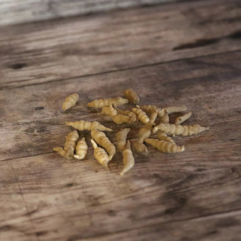 CROSNES DU JAPON NT 
