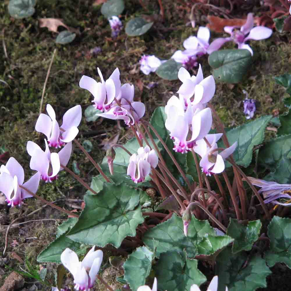 CYCLAMEN DE NAPLES 