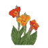 Bulbes de cannas