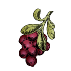 Plants de canneberges ou cranberry bio