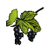 Plants de cassis bio
