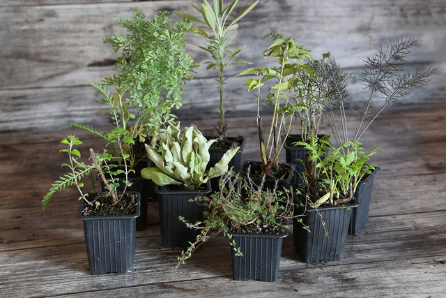 Collections de plantes