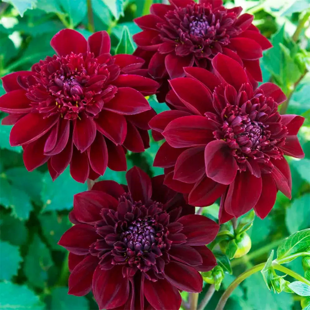 DAHLIA ALVEOLÉ MYSTERE 