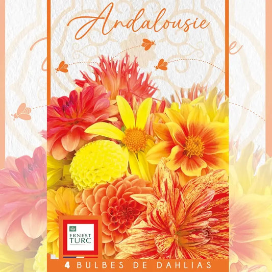 DAHLIA ANDALOUSIE (ASSORTIMENT) 