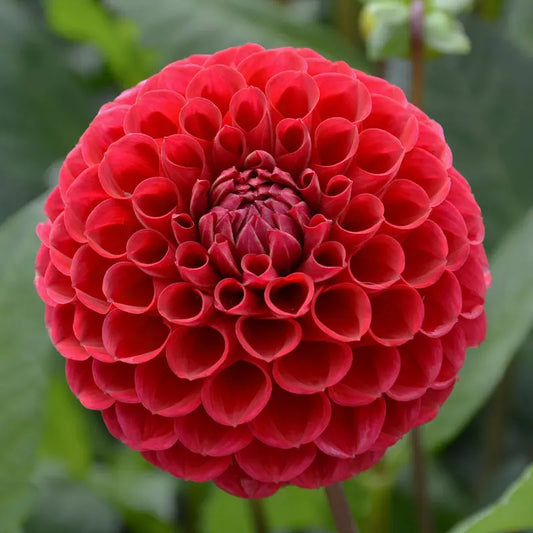DAHLIA BALLE CORNEL 