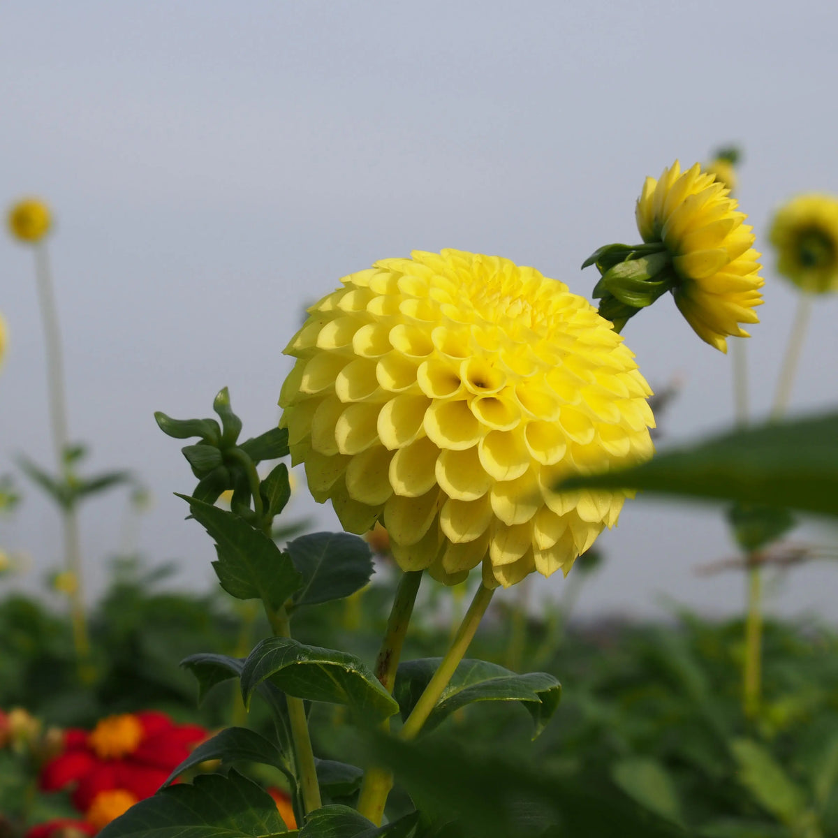DAHLIA BALLE GOLDEN TORCH AB 