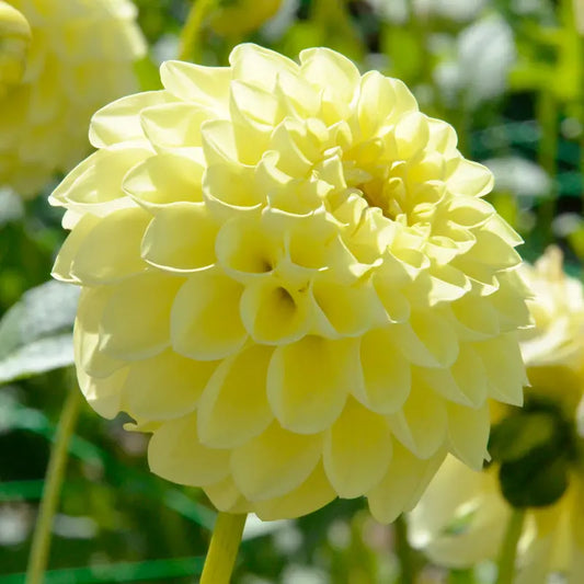 DAHLIA BALLE JOWEY MARTINA AB 
