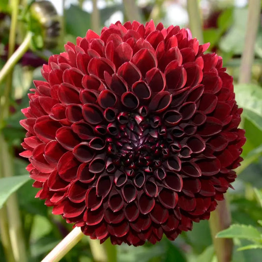 DAHLIA BALLE JOWEY MIRELLA 
