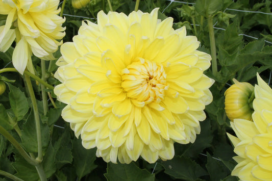 DAHLIA BILBAO 