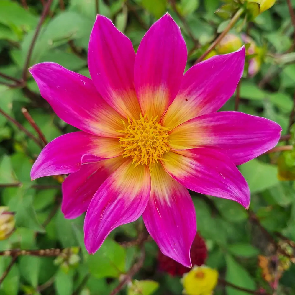 DAHLIA BRIGHT EYES 
