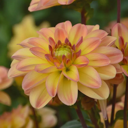DAHLIA BUISSON NAIN PALMA 