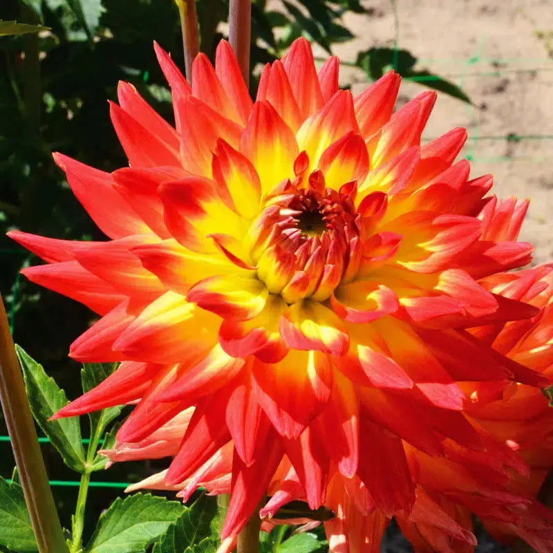 DAHLIA CACTUS ALOHA 