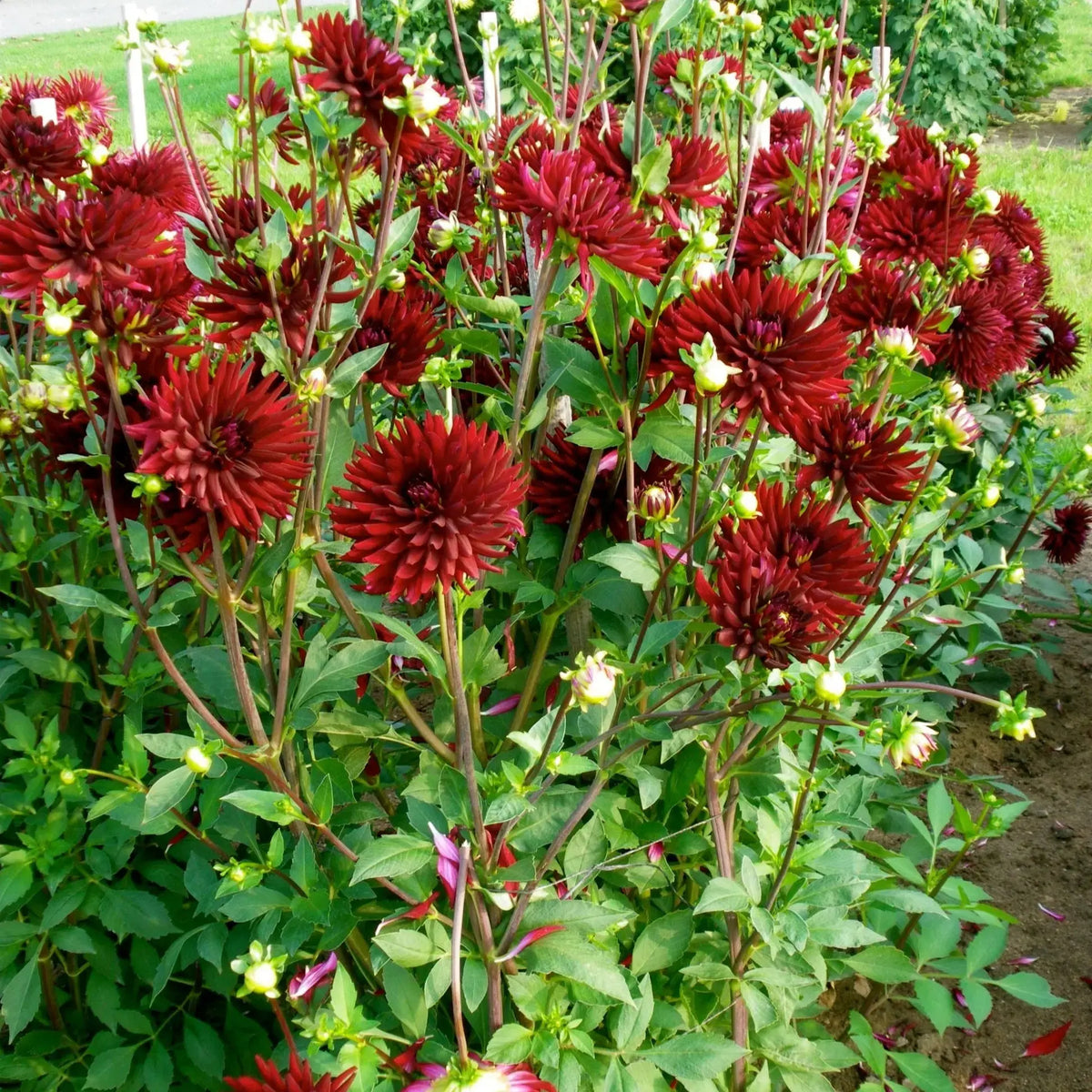 DAHLIA CHAT NOIR 